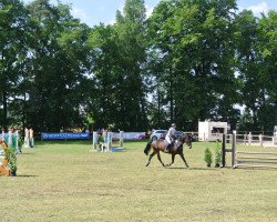 jumper Lasina 13 (Oldenburg show jumper, 2006, from Lasino)