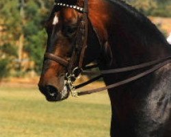 stallion Dunkel (Hanoverian, 1981, from Darling)