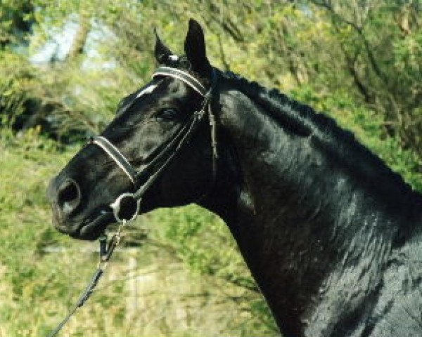 stallion Aramis (Hanoverian, 1981, from Akzent II)