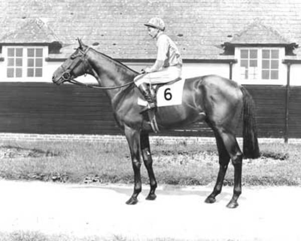 stallion Pandofell xx (Thoroughbred, 1957, from Solar Slipper xx)