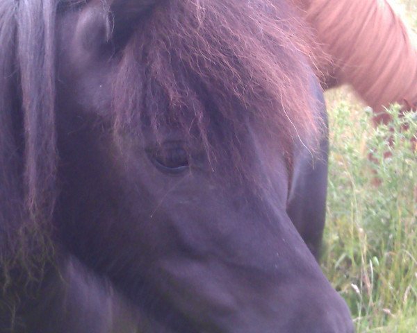 Zuchtstute Firona (Shetland Pony, 2009, von Flamingo)