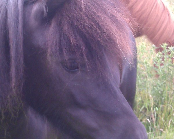 broodmare Firona (Shetland Pony, 2009, from Flamingo)