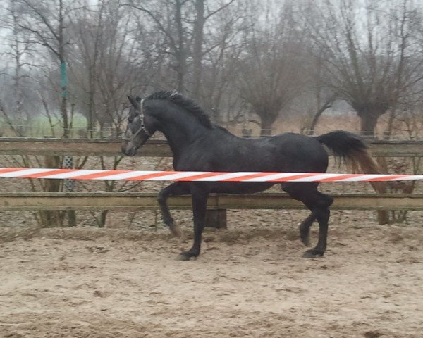 stallion Tadeus (Rhinelander, 2009, from Tinka's Boy)