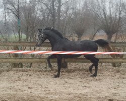 Deckhengst Tadeus (Rheinländer, 2009, von Tinka's Boy)