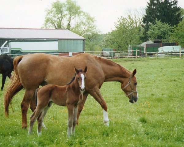 Zuchtstute Freya (Rheinländer, 1990, von Frühlingsball)