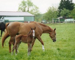 broodmare Freya (Rhinelander, 1990, from Frühlingsball)