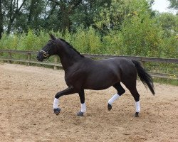 broodmare Speedy Gonzales 50 (Hanoverian, 2006, from Stakkato)