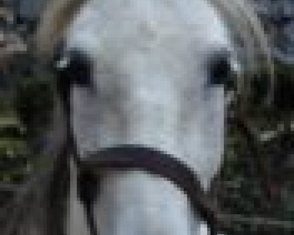 broodmare Bolivia 513 (Lipizzaner,  , from Neapolitano IX Batosta)