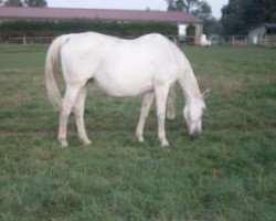 broodmare Desire (Hanoverian, 1988, from Dupont)