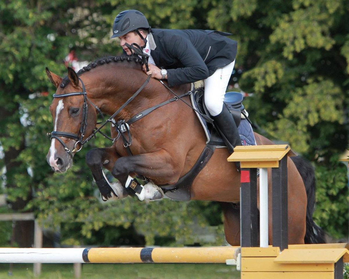 Deckhengst Contados (Holsteiner, 2006, von Contender)