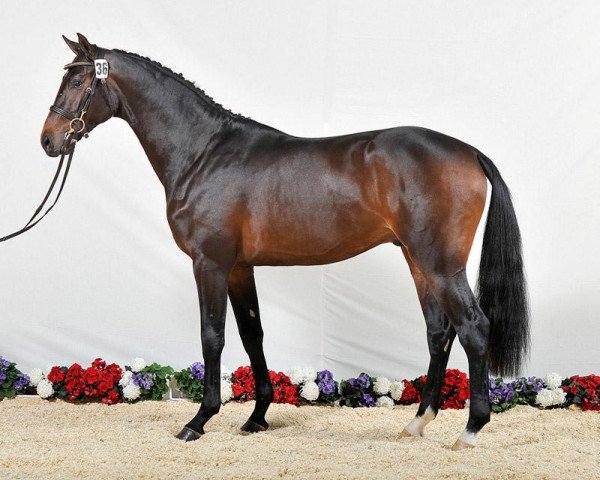 stallion Connect (Holsteiner, 2011, from Connor 48)