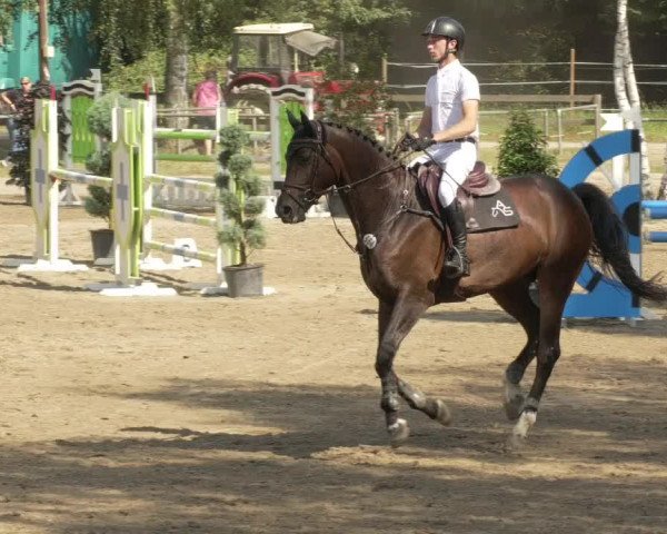 Springturnier und Reiterfest Königsbach 2021