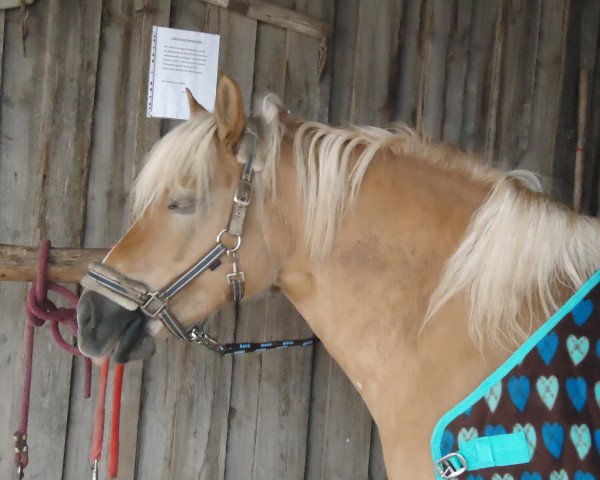 Zuchtstute Lucia (Haflinger, 2005)