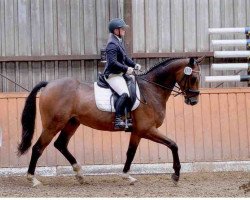 dressage horse Lasco (Oldenburg, 2008, from Laurentio)