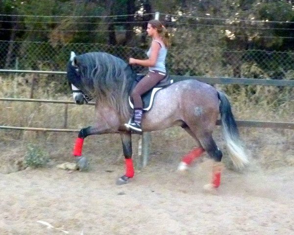 Pferd Showtyp (Pura Raza Espanola (PRE),  )