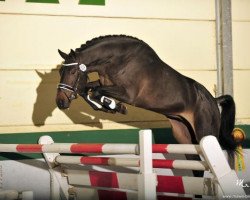 jumper Camarero 2 (Holsteiner, 2010, from Canoso)