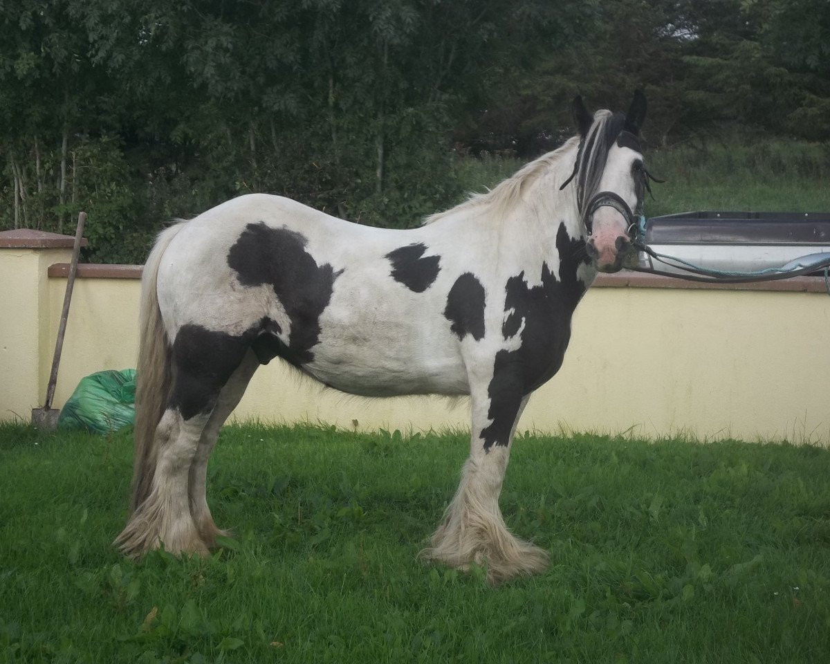 Pferd TG Irish Tinker Cob (Tinker / Irish Cob / Gypsy Vanner, 2009)