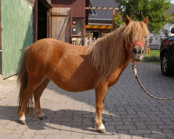 Pferd Anastatia v.d. Bloesem (Shetland Pony (unter 87 cm), 2007, von Kerswell Cloud)