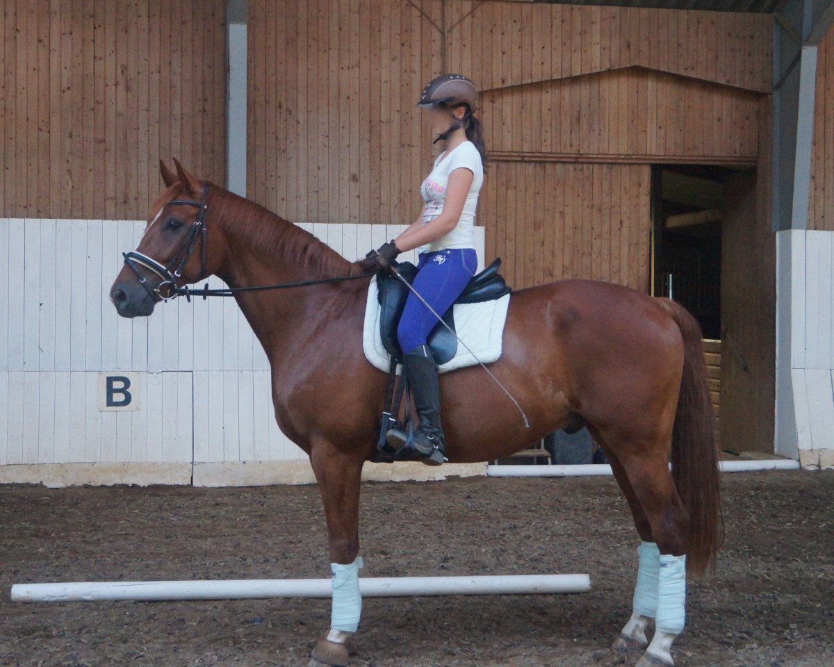dressage horse Raudi 94 (Hanoverian, 2006, from Rascalino)