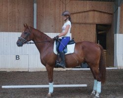 dressage horse Raudi 94 (Hanoverian, 2006, from Rascalino)