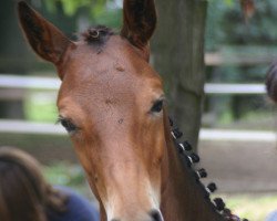 dressage horse Ricarda 311 (Hannoveraner, 2008, from Riccione)