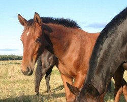 Pferd Bella Benicia G (Hannoveraner, 2013, von Callaho's Benicio)