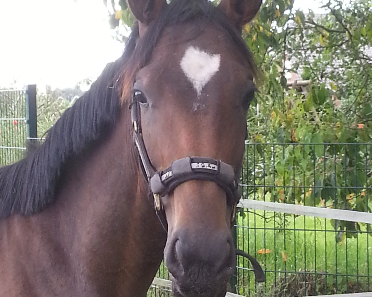 dressage horse Roosevelt G (Hanoverian, 2013, from Royal Blend)