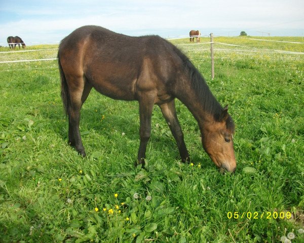 dressage horse Mogli (Tinker / Irish Cob / Gypsy Vanner, 2009, from Manitou)