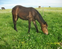 dressage horse Mogli (Anglo-Arabs, 2009, from Manitou)