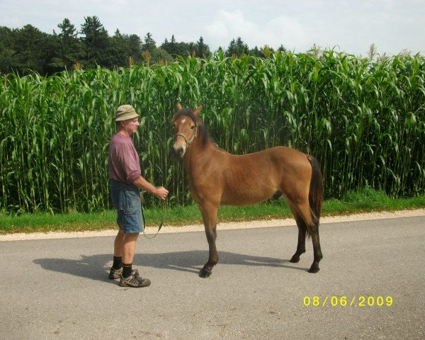 dressage horse Merlin (Haflinger Mix, 2013, from Manitou)