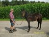 dressage horse Molino (Haflinger Mix, 2013, from Manitou)