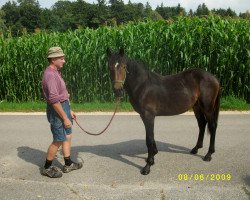 dressage horse Molino (Haflinger Mix, 2013, from Manitou)