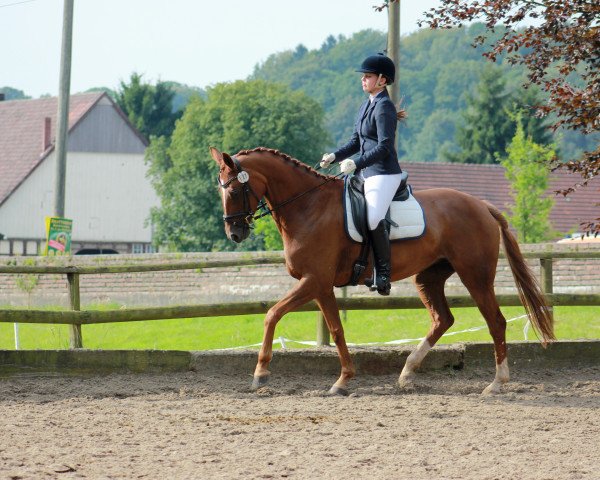 dressage horse Welfenzauber (Hanoverian, 2002, from Worldly I)