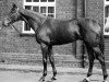 stallion Singapore xx (Thoroughbred, 1927, from Gainsborough xx)