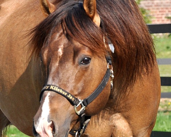 stallion SB Buddy Kilebar Jac (Quarter Horse, 2001, from Hollywood Cody Jac)