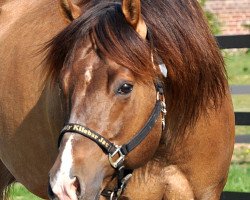 Pferd SB Buddy Kilebar Jac (Quarter Horse, 2001, von Hollywood Cody Jac)