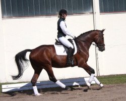 jumper Barley 3 (Mecklenburg, 2008, from Balouban)