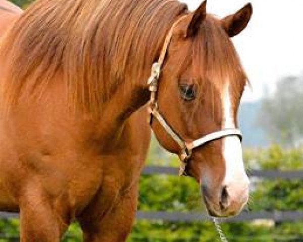 Pferd Hollywood Jac Is Back (Quarter Horse, 2011, von SB Buddy Kilebar Jac)