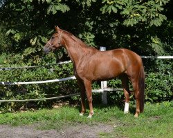 horse ein Fuchs (Hanoverian,  , from Florencio)