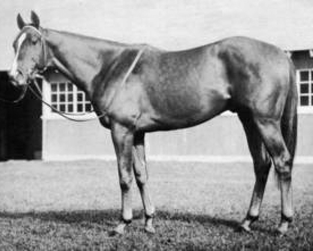 stallion Battlefield xx (Thoroughbred, 1948, from War Relic xx)