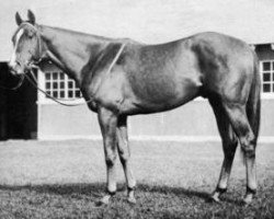 stallion Battlefield xx (Thoroughbred, 1948, from War Relic xx)