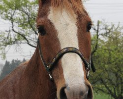 Pferd Allegro (Freiberger, 2007, von L'Astuce)