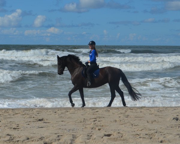 broodmare Aglaja (Oldenburg, 2002)