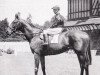stallion Mustang xx (Thoroughbred, 1941, from Mieuxce xx)