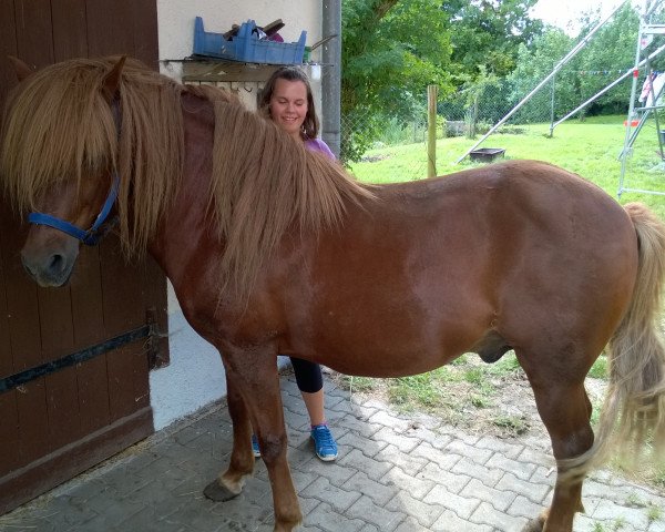 Pferd Raudur von Hohenstein (Islandpferd, 1999, von Gustur fra Grund)