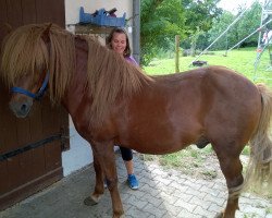 horse Raudur von Hohenstein (Iceland Horse, 1999, from Gustur fra Grund)