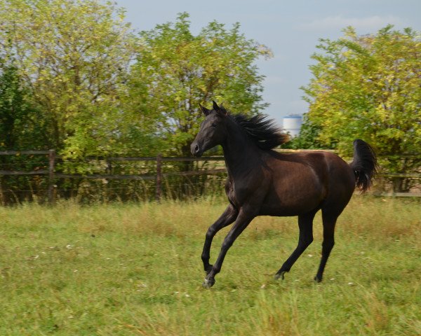 horse Amalfi (Württemberger, 2012, from Der Dante)