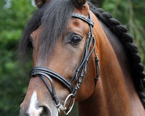 Pferd Galo XII (Pura Raza Espanola (PRE), 2007, von Galio II)