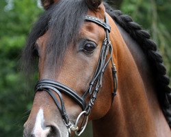 horse Galo XII (Pura Raza Espanola (PRE), 2007, from Galio II)