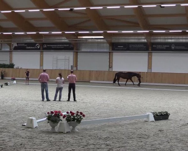 Stuten- und Fohlenschau Riesenbeck-Hörstel 2017